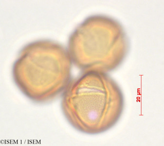 Centropogon subandinus - lame n° 29333